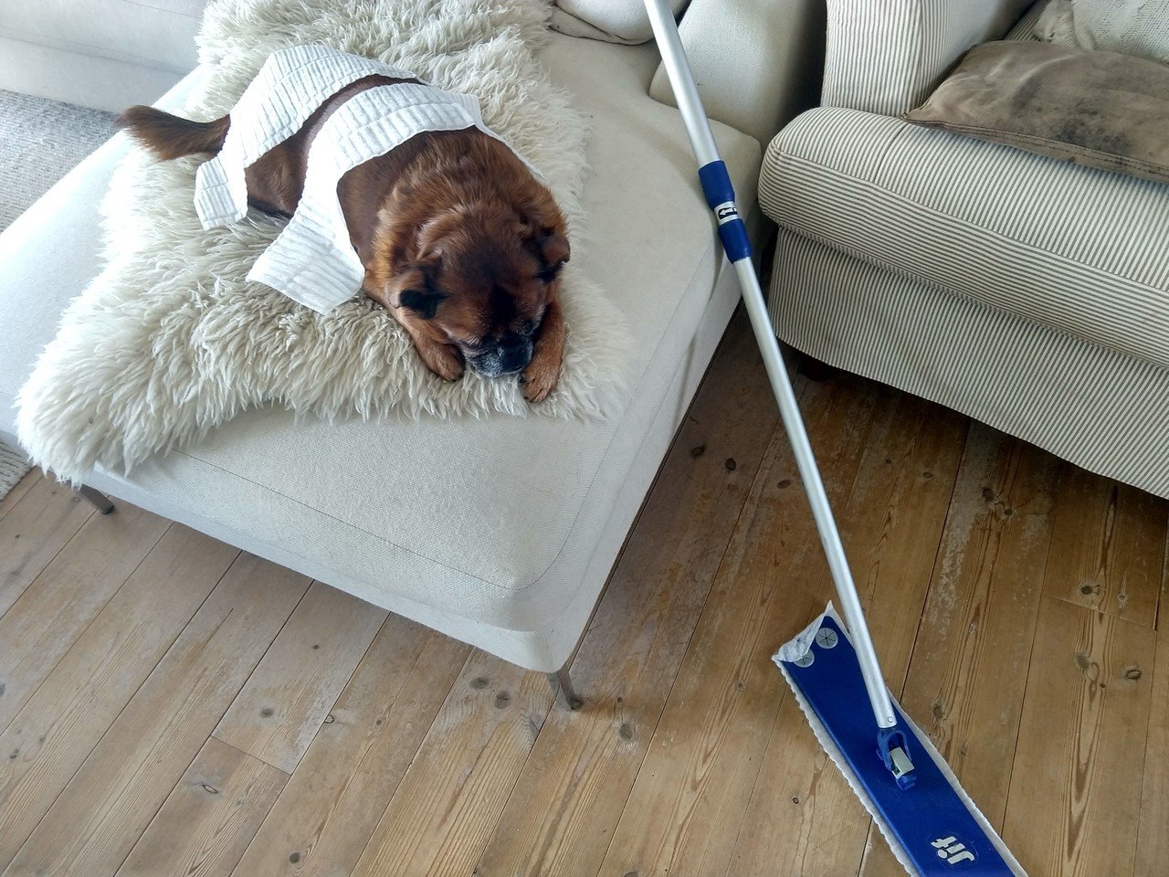 シンデレラ犬 私もお姉様たちみたいに舞踏会行きたいわん Renation Note