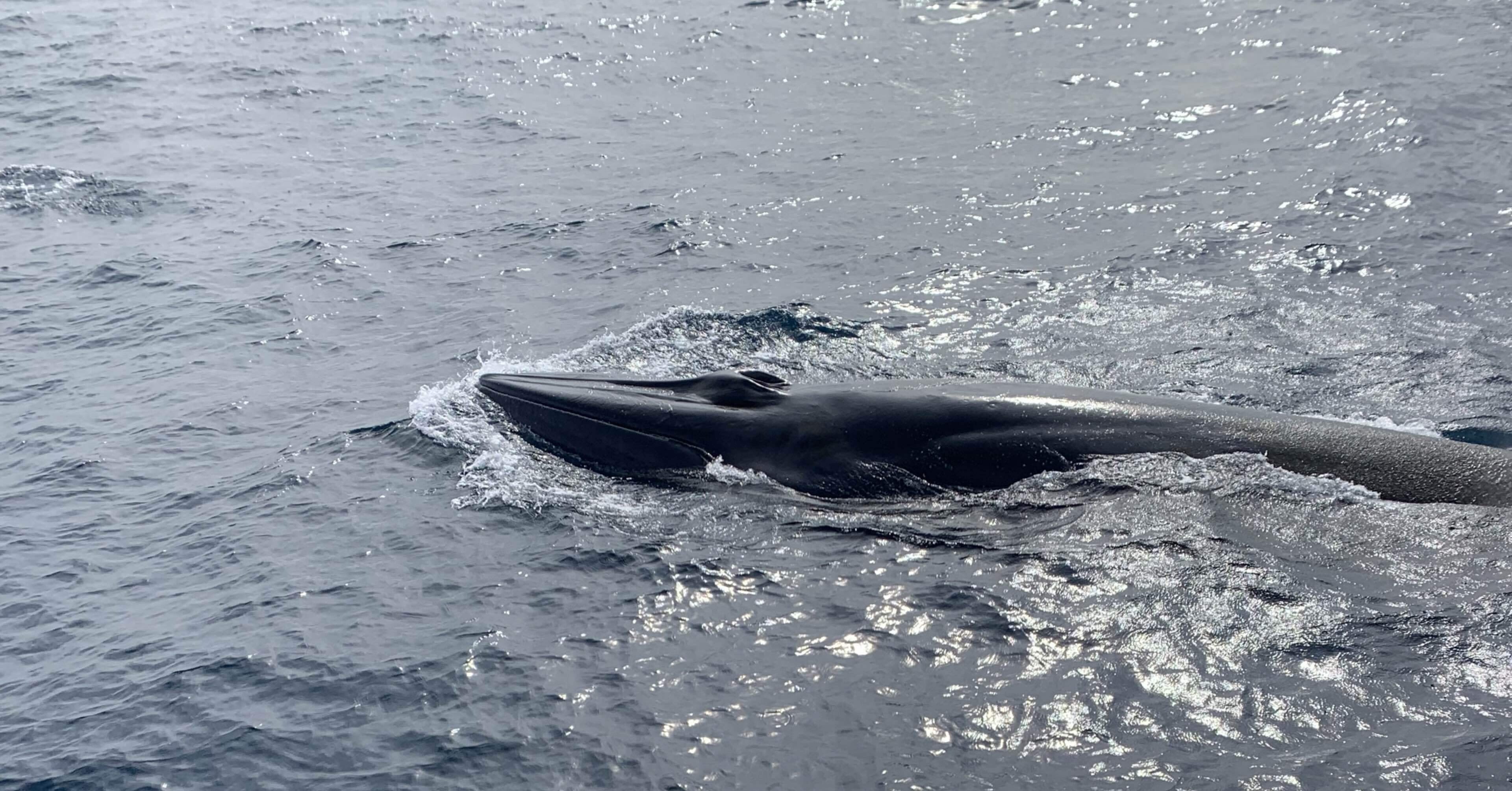 海の貴婦人ニタリクジラ！その遭遇方法🐳｜はき