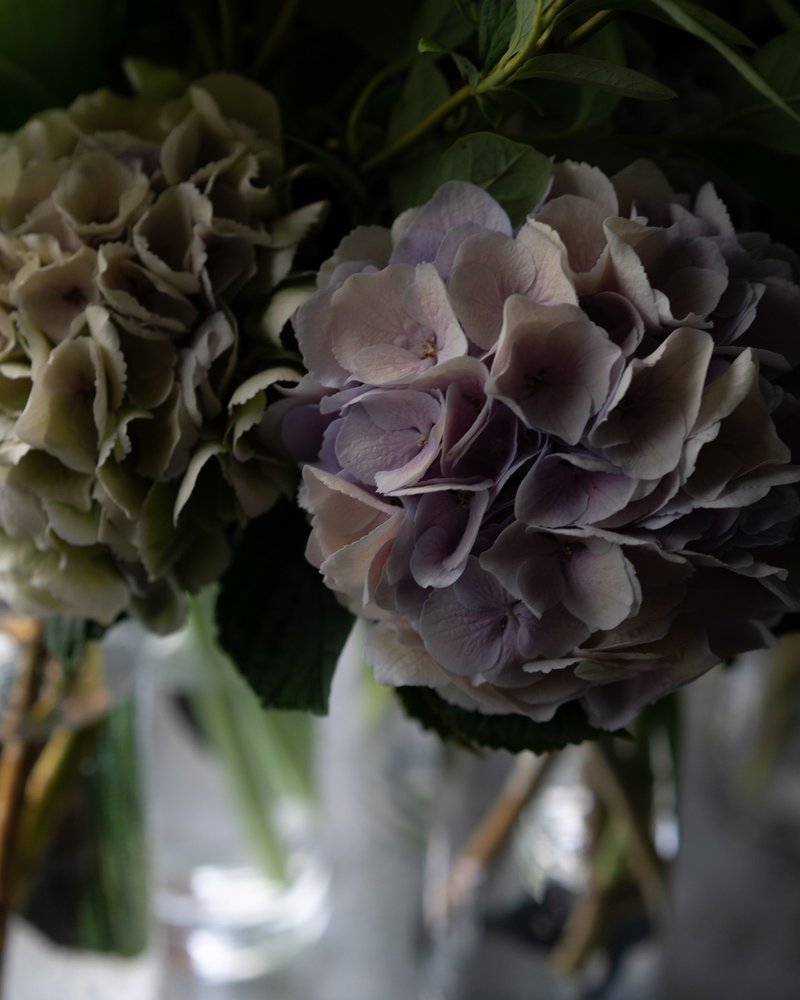 紫陽花の水揚げ Takaya Yamamura Note 紫陽花の水揚げ Takaya Yamamura Note