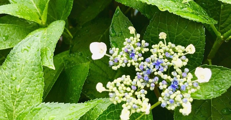 雨と紫陽花