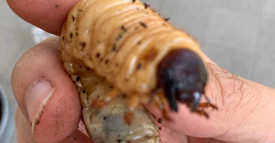 カブトムシ さなぎ スポンジ カブトムシの幼虫が蛹に土の上でなったり 蛹室を壊した場合の対処法