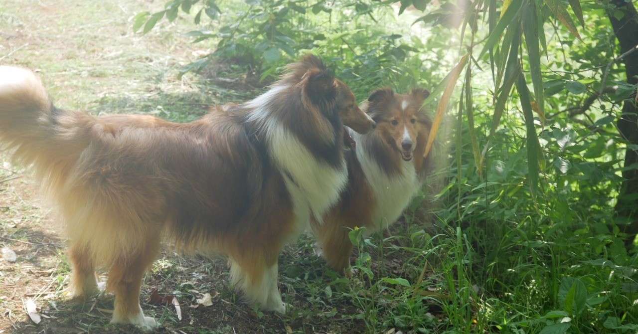 兄弟犬たちと_190607_0108