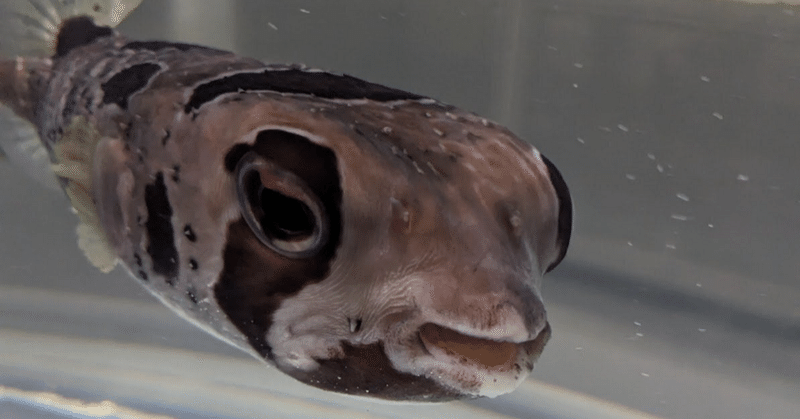 ニフレル　水族館エリア