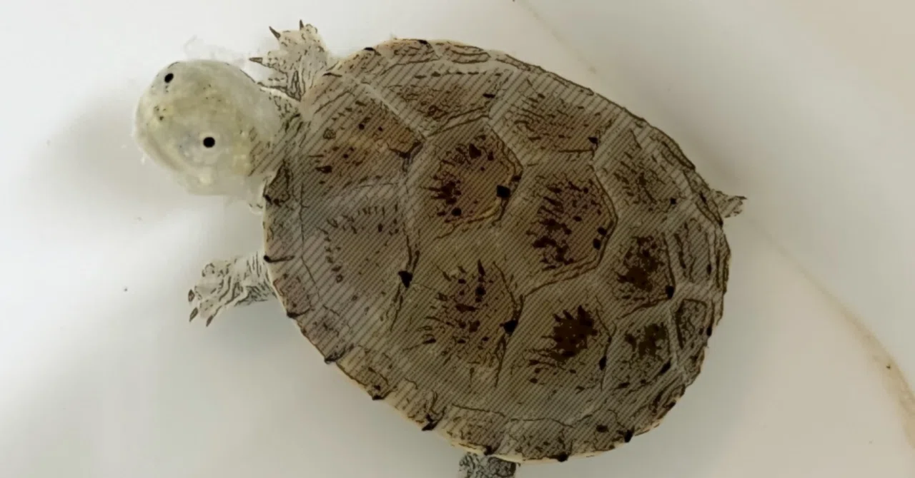 ニホンイシガメの有精卵（0802-KR3_03）