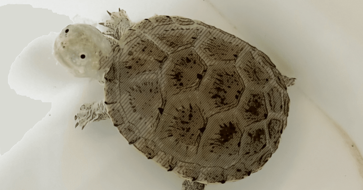 中国珍藏文書 王首道/鄧小平　辛亥革命 解放前夜書いたの肉筆手紙　書道 中国珍藏文書 王首道/鄧小平辛亥革命 解放前夜書いたの肉筆手紙書道