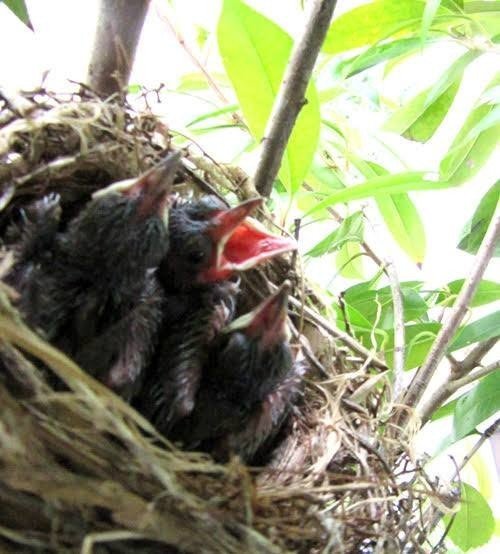 第280回 本当にしつけが出来ている野鳥は 翆野 大地 Note