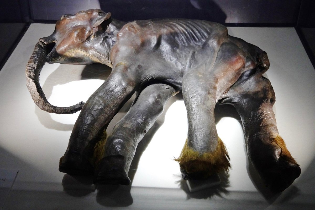 日本科学未来館 #マンモス展 で見えるのは過去か、それとも未来