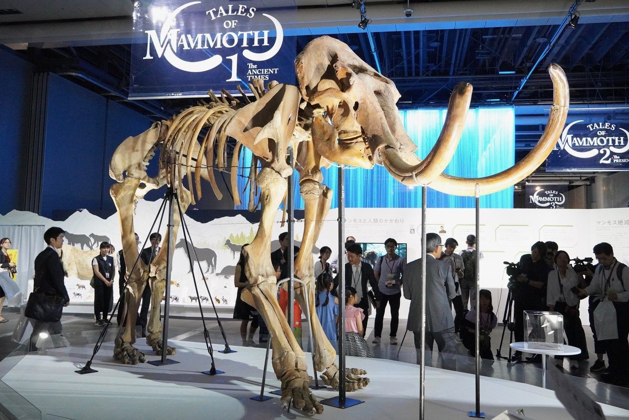日本科学未来館 マンモス展 で見えるのは過去か それとも未来か しましょ 島田祥輔 Note 日本科学未来館 マンモス展 で見えるのは過去か それとも未来か しましょ 島田祥輔 Note