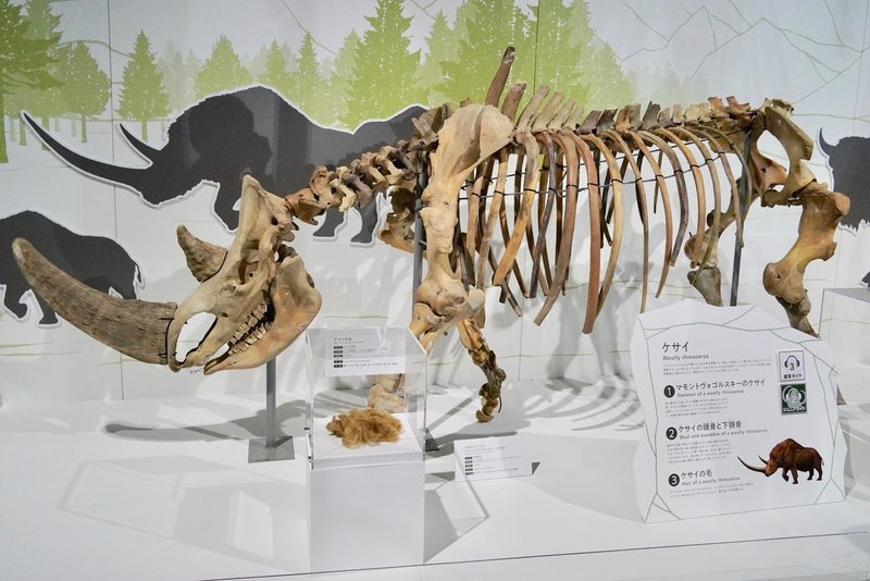 日本科学未来館 マンモス展 で見えるのは過去か それとも未来か しましょ 島田祥輔 Note 日本科学未来館 マンモス展 で見えるのは過去か それとも未来か しましょ 島田祥輔 Note