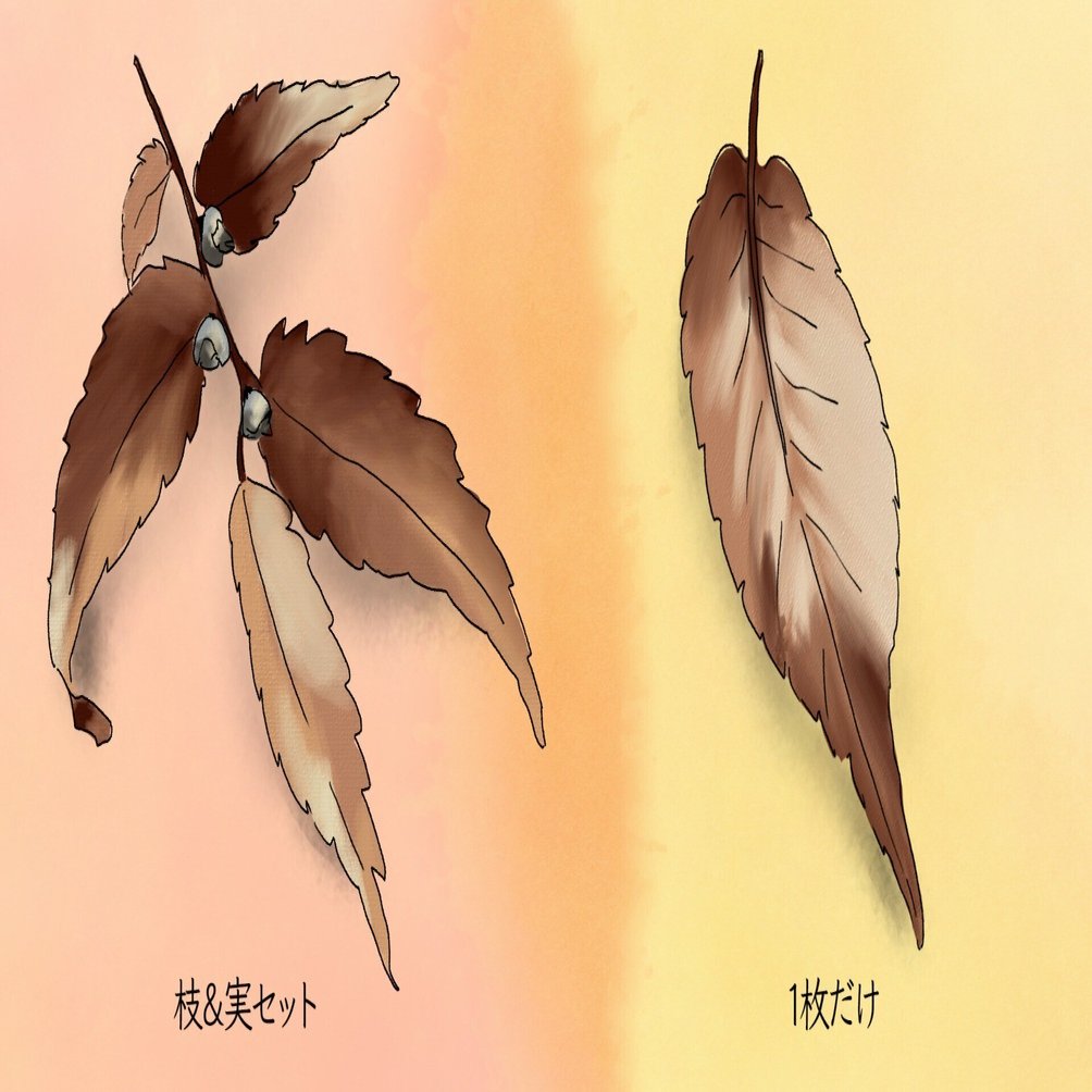 ケヤキの落ち葉は2種類｜くますけ｜自然ガイド・クリエイター
