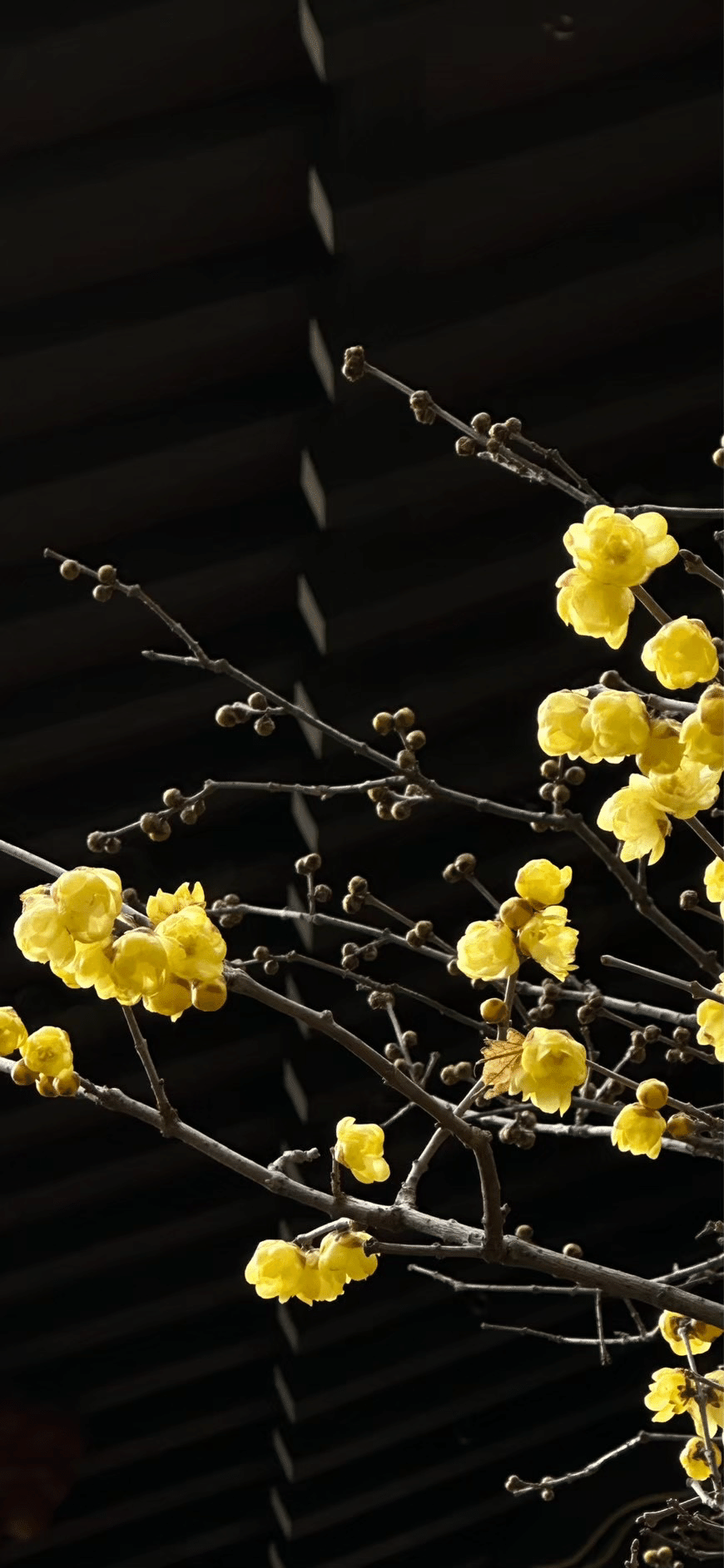 老梅　ろうばい　椿 当園作出花｜老梅 ろうばい｜小平の椿農園新・江戸椿の野口農園