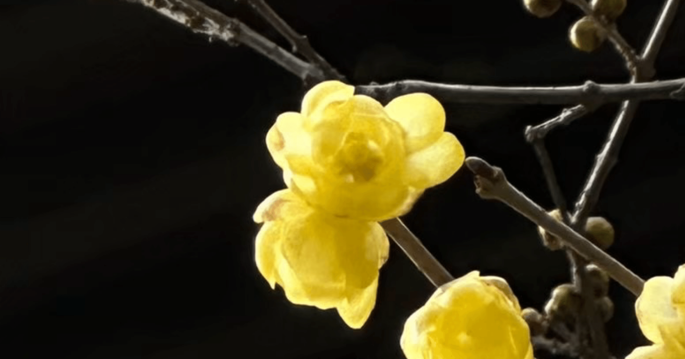 老梅　ろうばい　椿 当園作出花｜老梅 ろうばい｜小平の椿農園新・江戸椿の野口農園