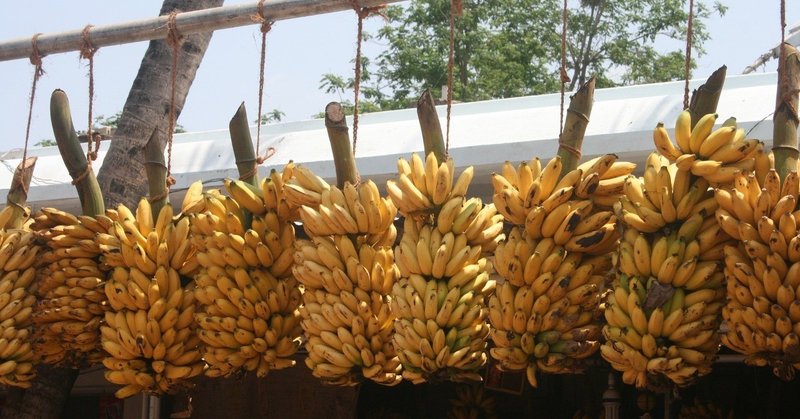 週末投稿 四季がある日本のバナナ 17 収穫したから分る植物の主張 Pingubanana Note