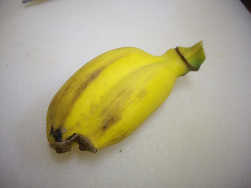 週末投稿 四季がある日本のバナナ 17 収穫したから分る植物の主張 Pingubanana Note