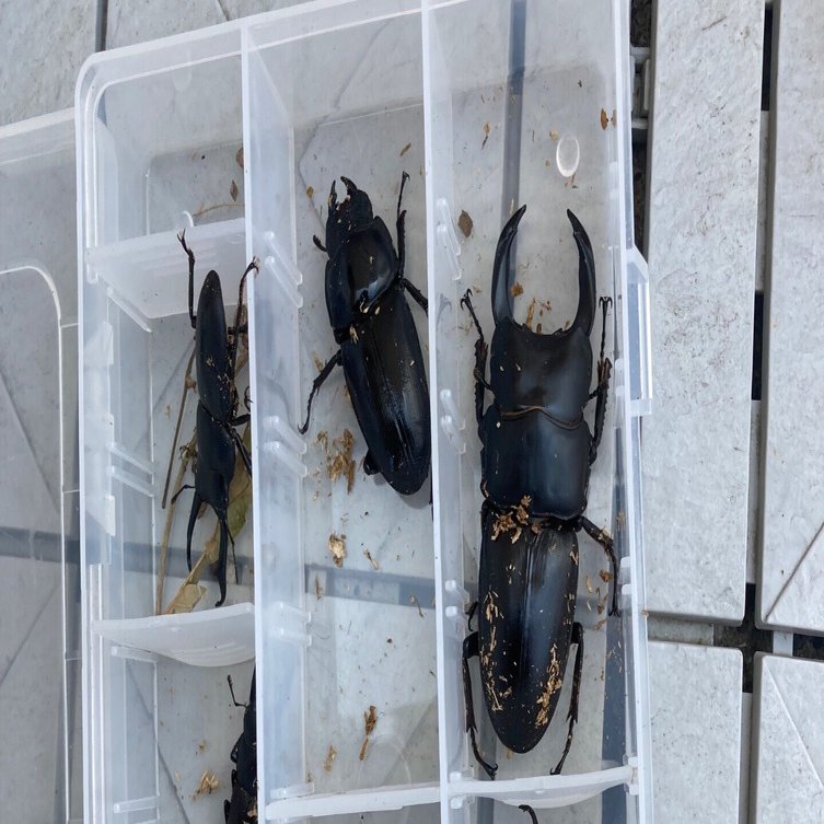オオクワガタを飼育してみて｜ワンチャンラッキーマン