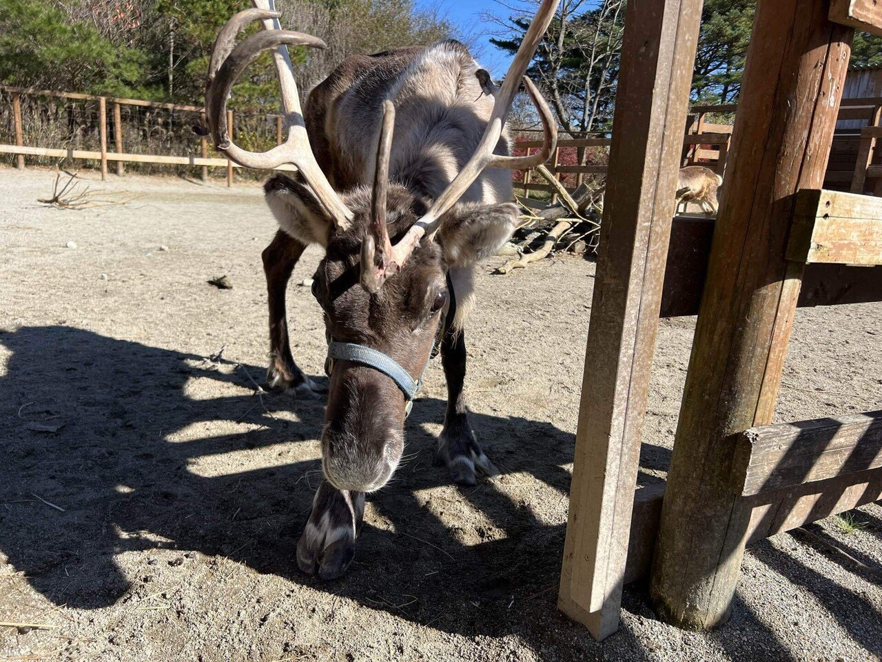 冬といったら「あの」動物｜那須どうぶつ王国公式note