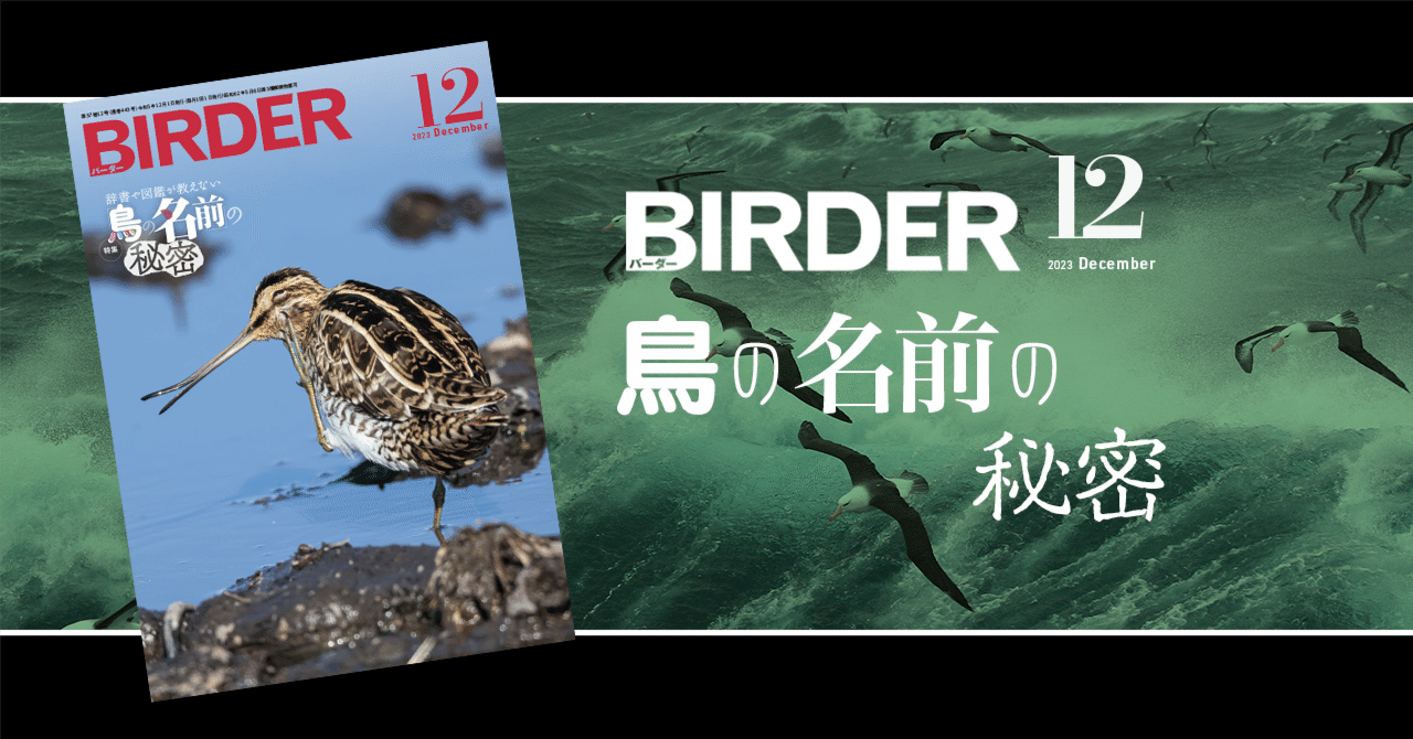 BIRDER12月号の見どころ｜ブンイチ（文一総合出版）