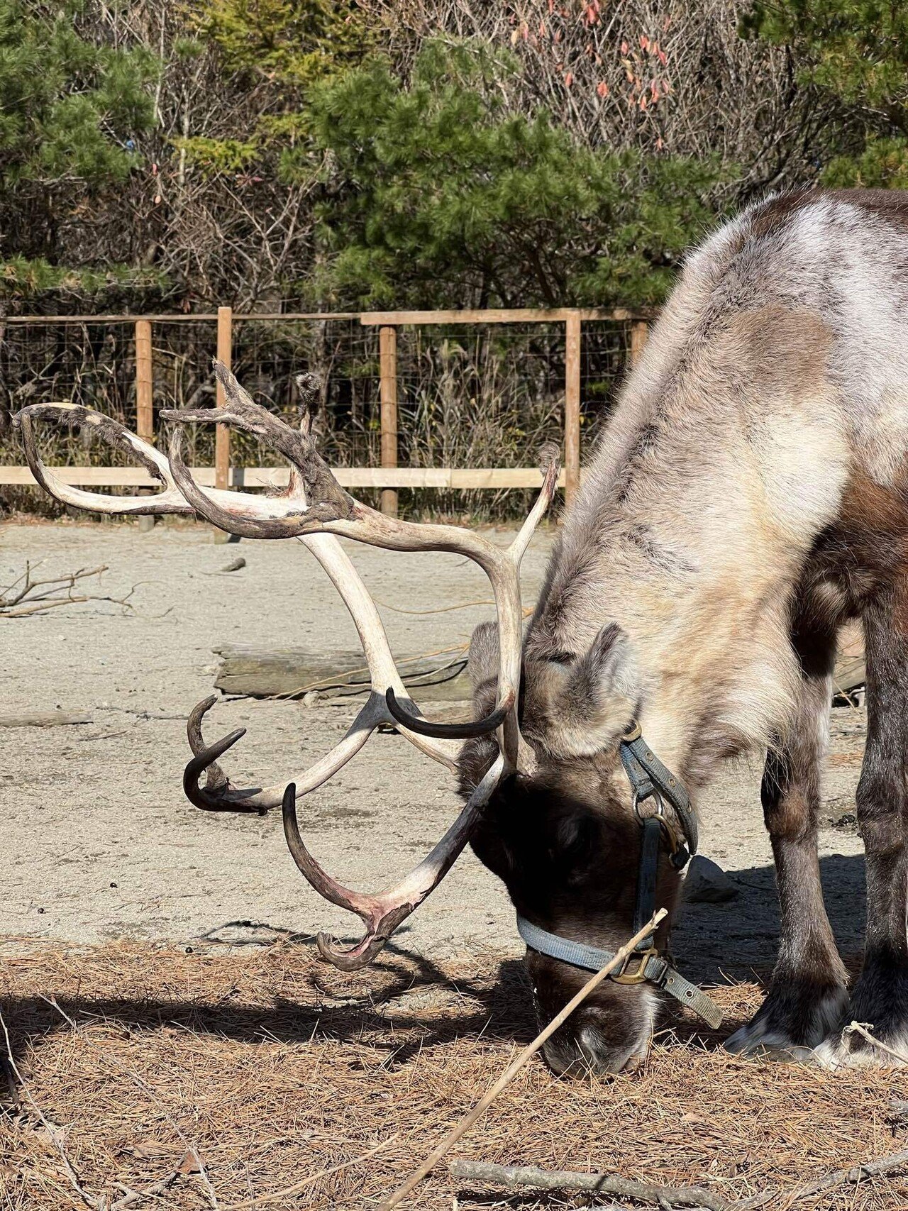 冬といったら「あの」動物｜那須どうぶつ王国公式note