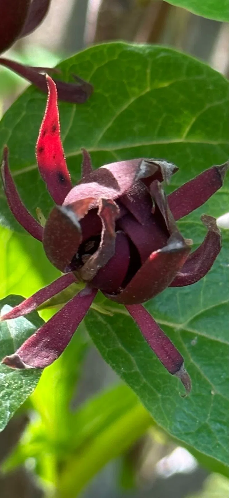クロバナロウバイ 黒花蝋梅 強い! 増える、、 黒花蝋梅|EGGSEED クロバナロウバイ 黒花蝋梅 強い! 増える、、 黒花蝋梅|EGGSEED