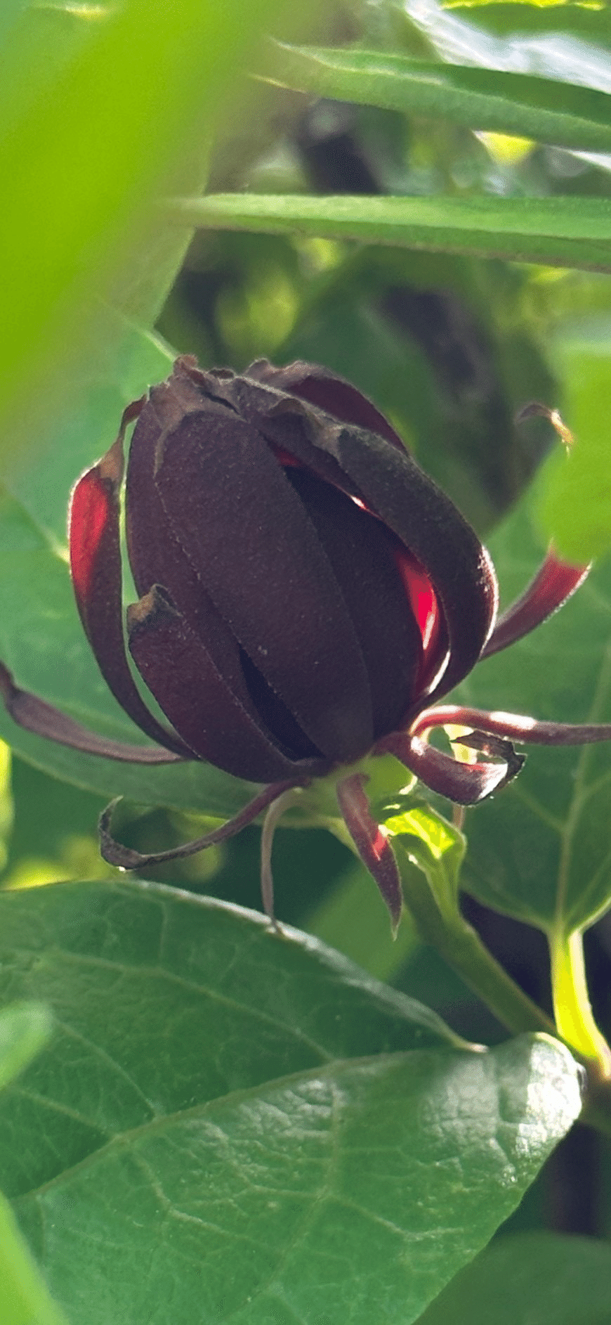 黒花蝋梅｜EGGSEED