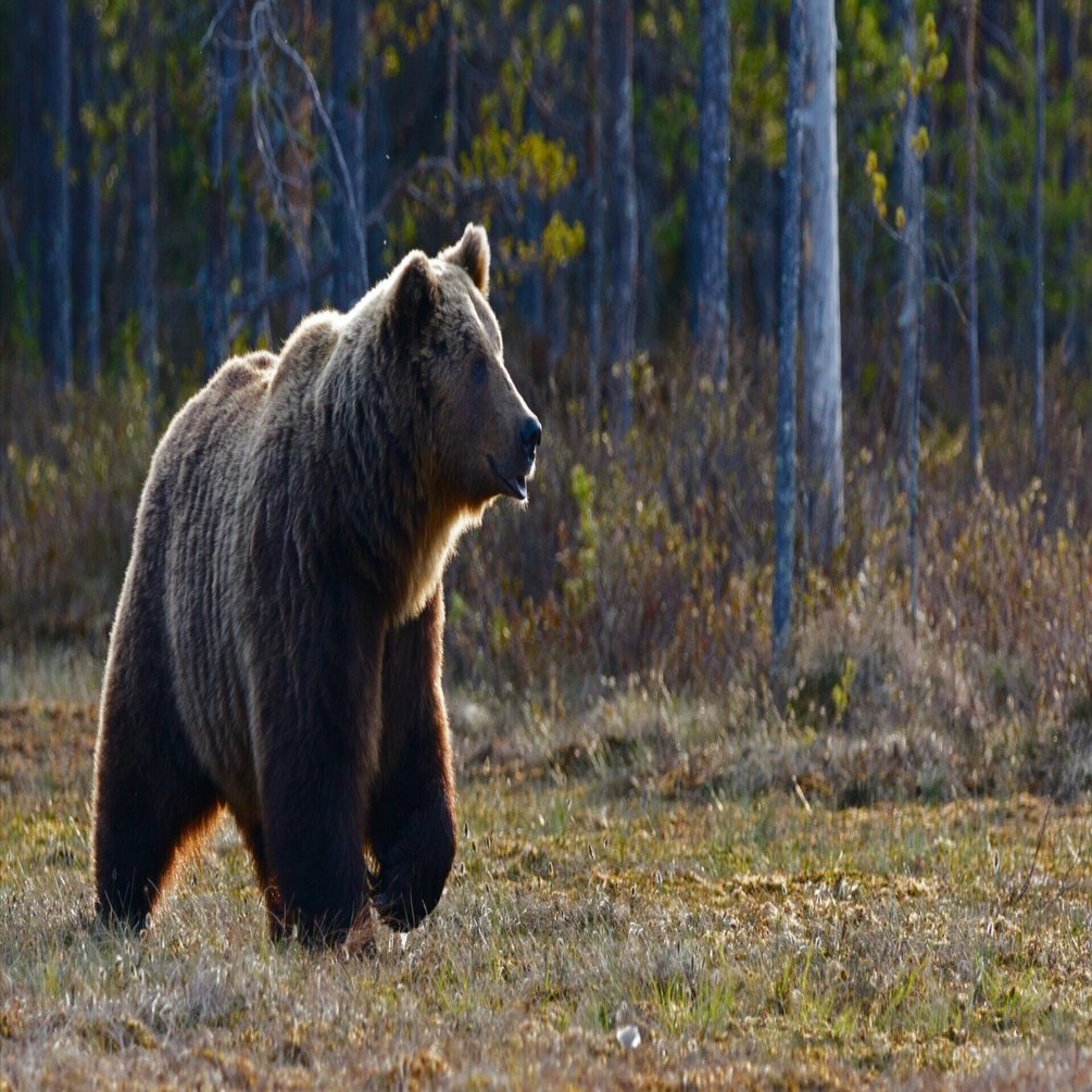 くまくま♡ くまくま@C107 12/30(火) 南2ﾎｰﾙ e-37b (@kuuma25_kuma) / Posts / X