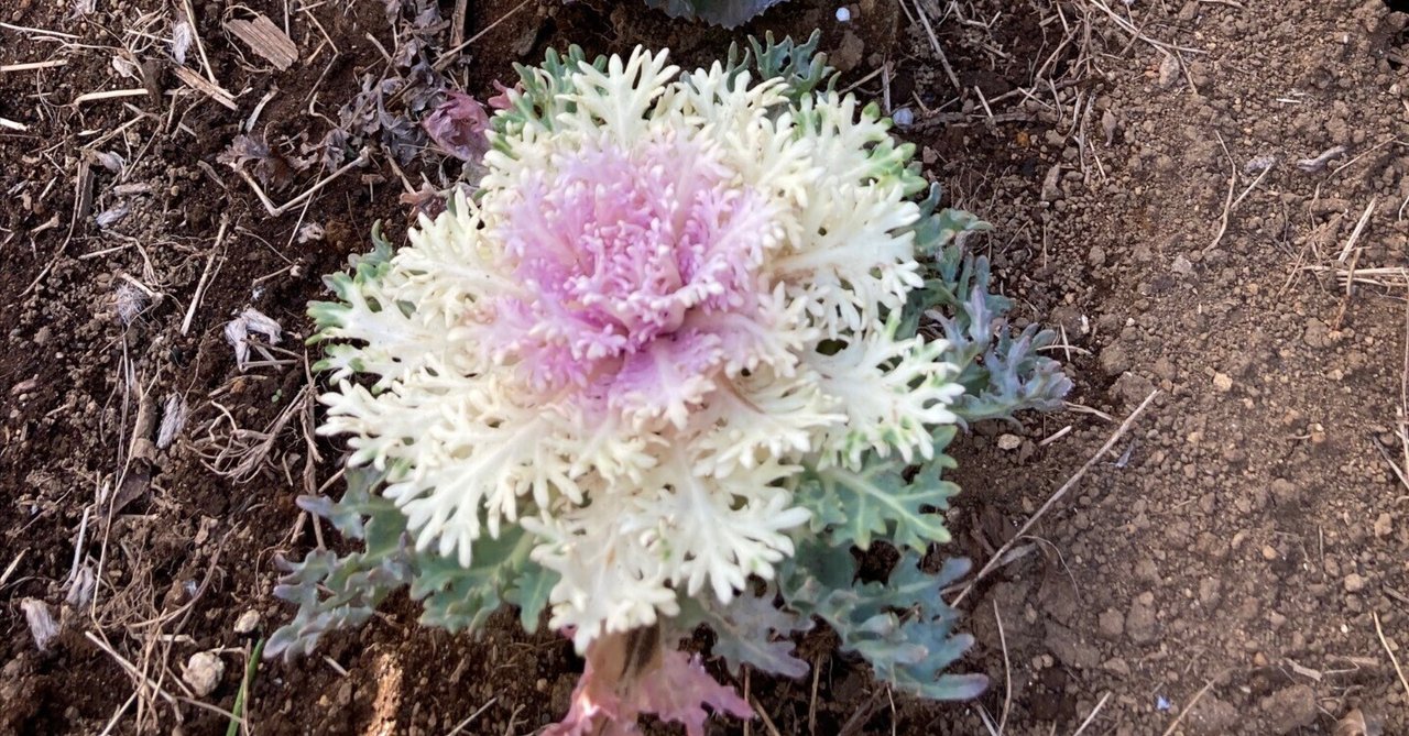 葉牡丹の種まき時期はいつ？植えっぱなしにしたあとの種の取り方