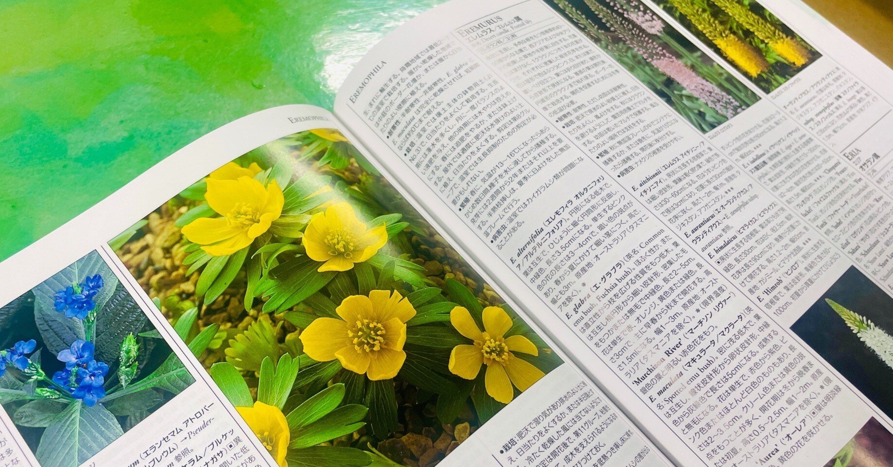 園芸植物　大事典 コンパクト版　小学館　新品 園芸植物大事典 コンパクト版 全3巻揃（本巻2冊＋用語・索引
