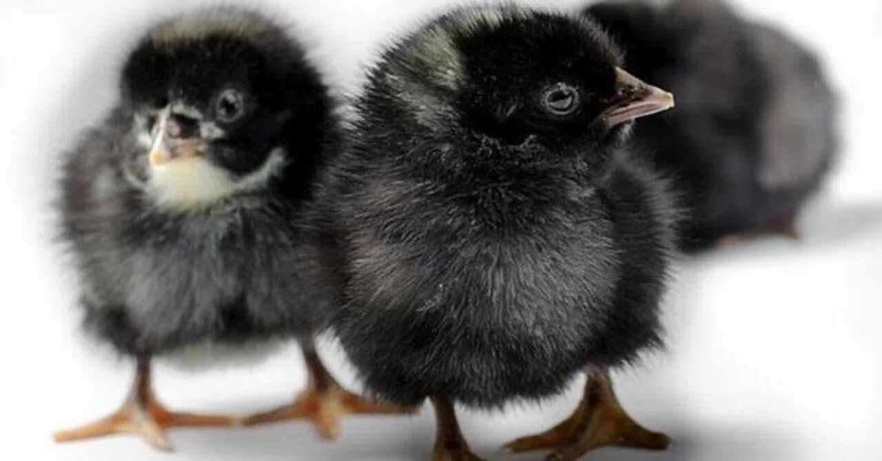 第2755回 黒いヒナの親鳥は｜翆野 大地