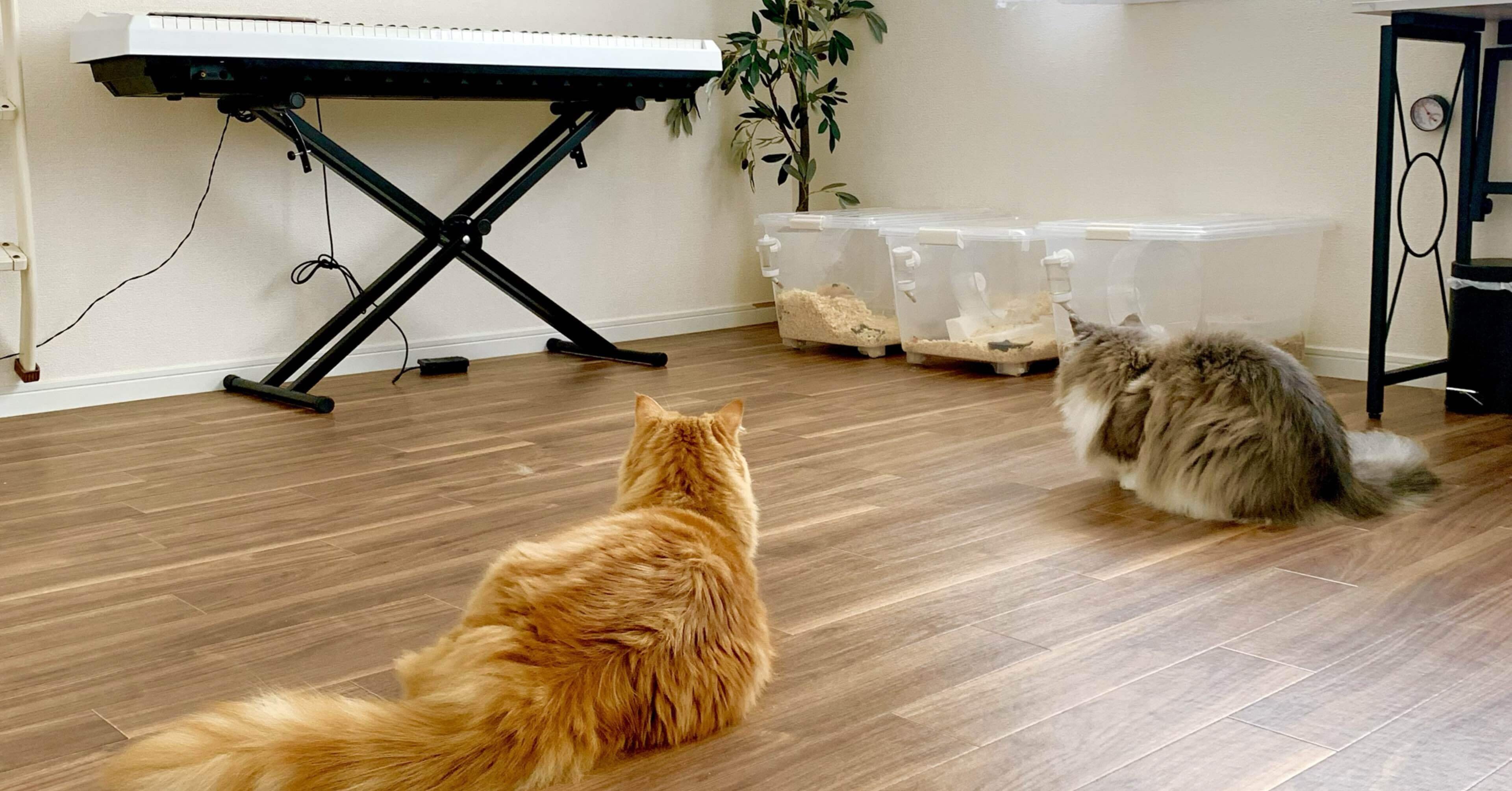 断捨離を始めたきっかけ《悲しい現実》切迫した状況からの3つの理由