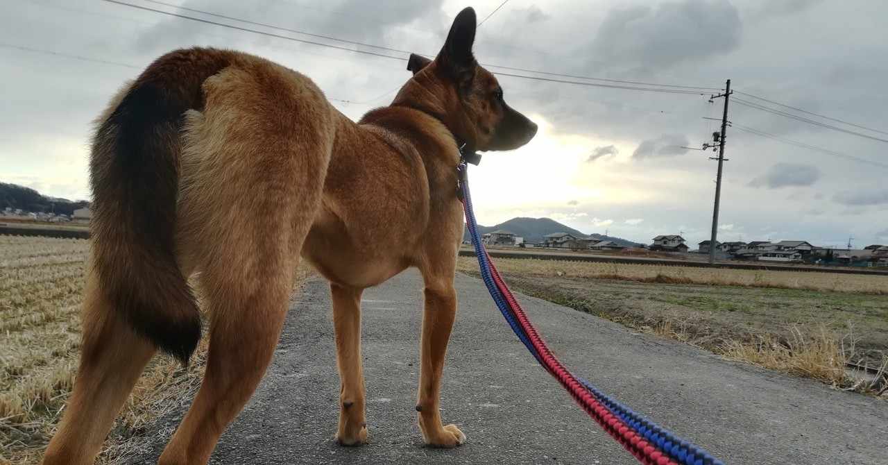 ビビり犬と暮らす の定番タグ記事一覧 Note つくる つながる とどける