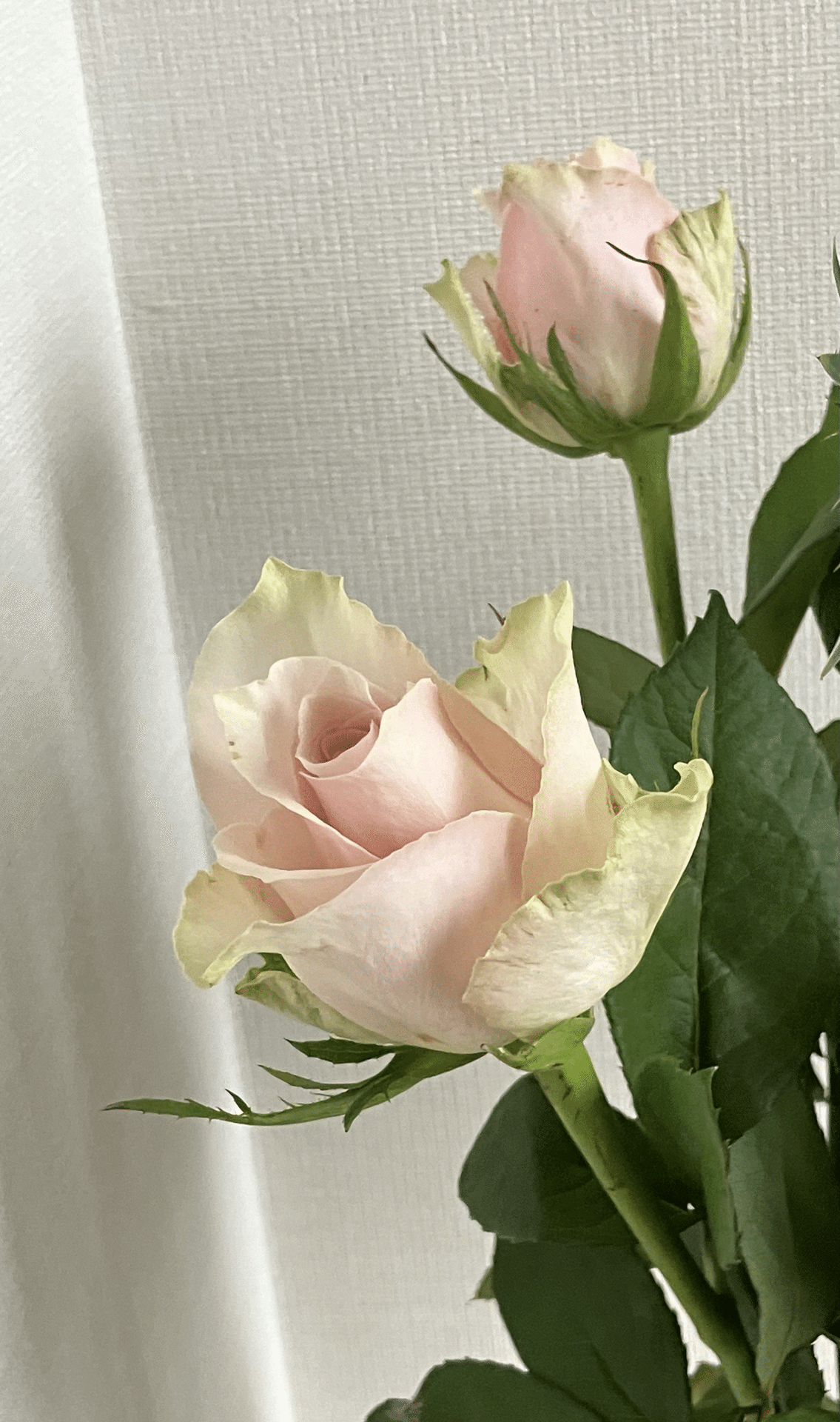 詩］薔薇 第709幕｜空（くう）