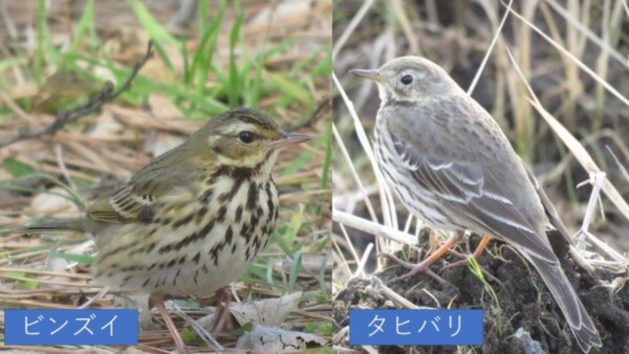 第2回 セキレイとよく似た野鳥 翆野 大地 Note