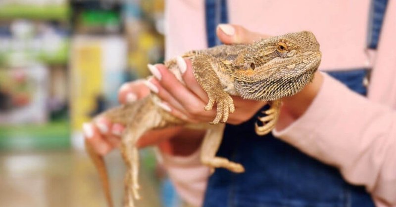 同志社生の考えるコンバージョン率が高い女性を見分ける鍵は 爬虫類カフェ だった チキちき Note 同志社生の考えるコンバージョン率が高い女性を見分ける鍵は 爬虫類カフェ だった チキちき Note