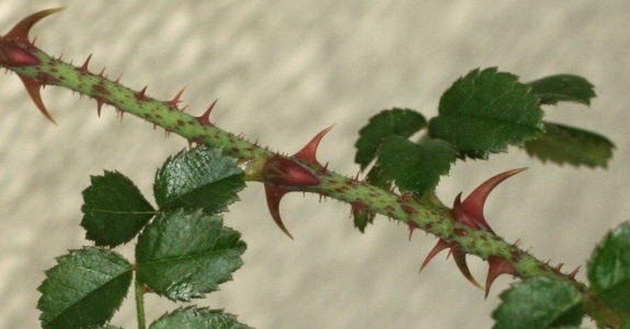 言葉に棘があるのはだいたい自衛するため 虹倉きり Note朗読 Note