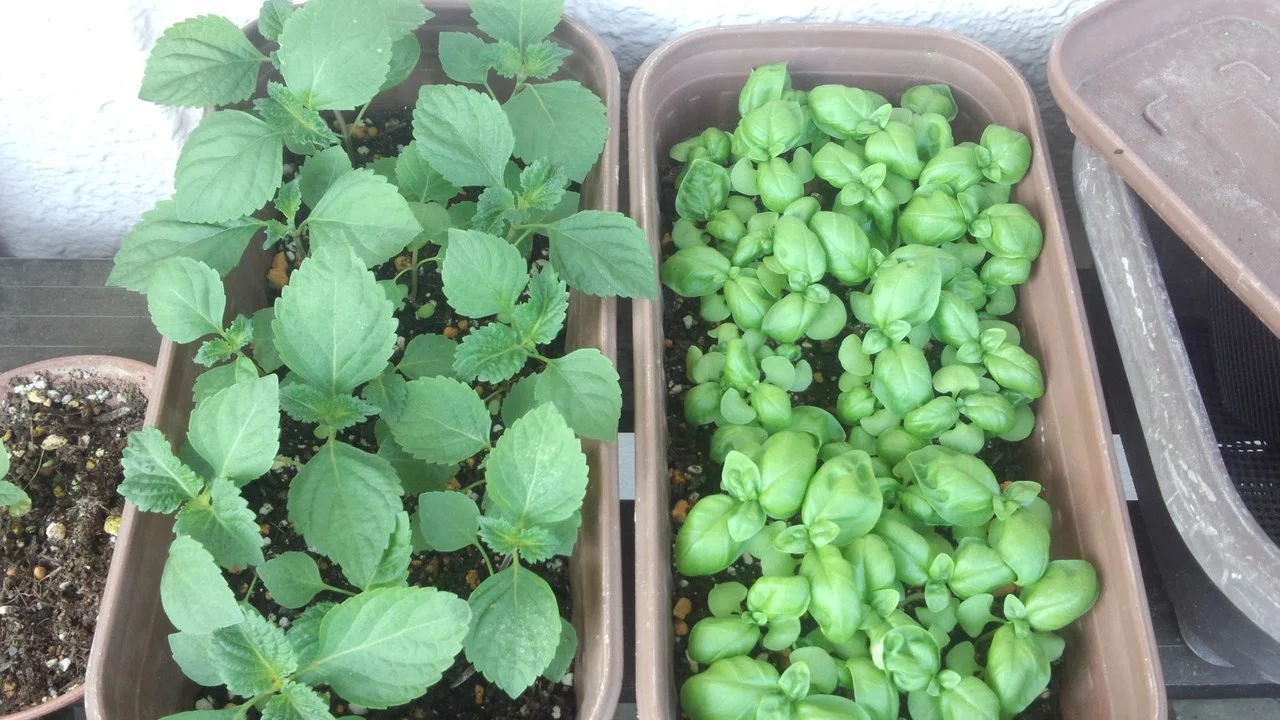 今年の青じそとバジル 青じそは去年のこぼれ種から出た芽を植え替えたもの なんか今年はやたら発育がいい バジルは去年のからとれた種をまいたもの なぜか 発芽率が良すぎてぎっちぎち そろそろ間引き始めて 山本流々 Note