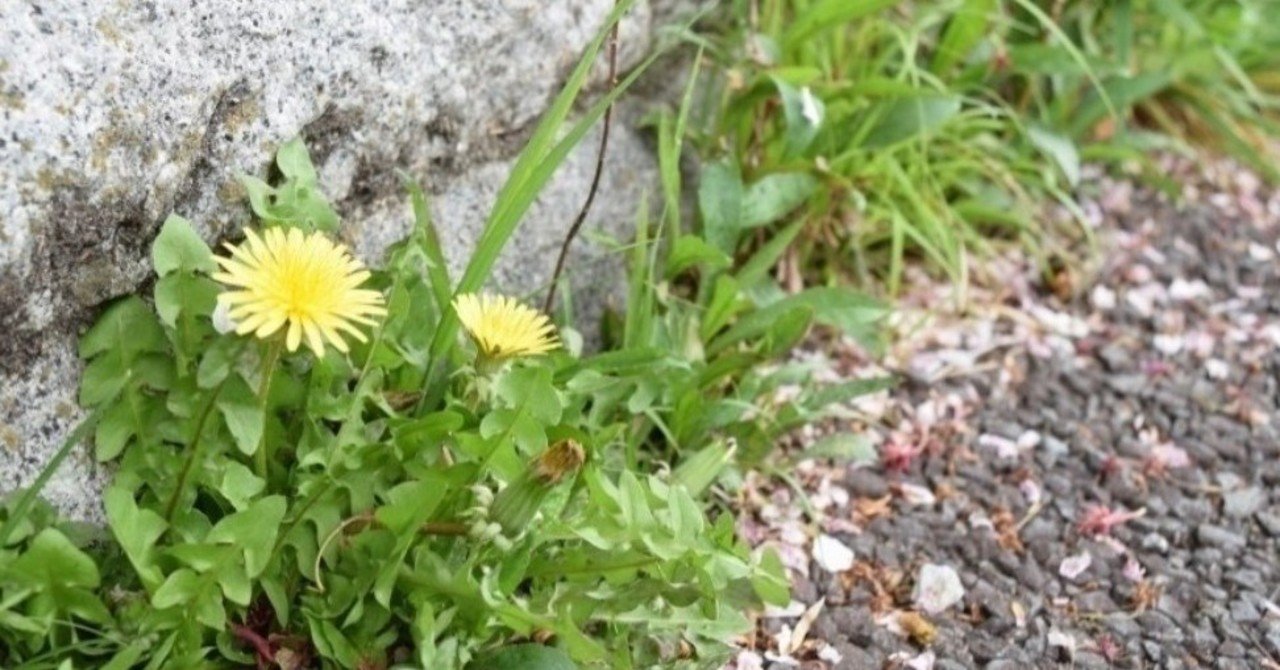 樹木希林さんのことばが染みた Ekumi Note 樹木希林さんのことばが染みた Ekumi Note