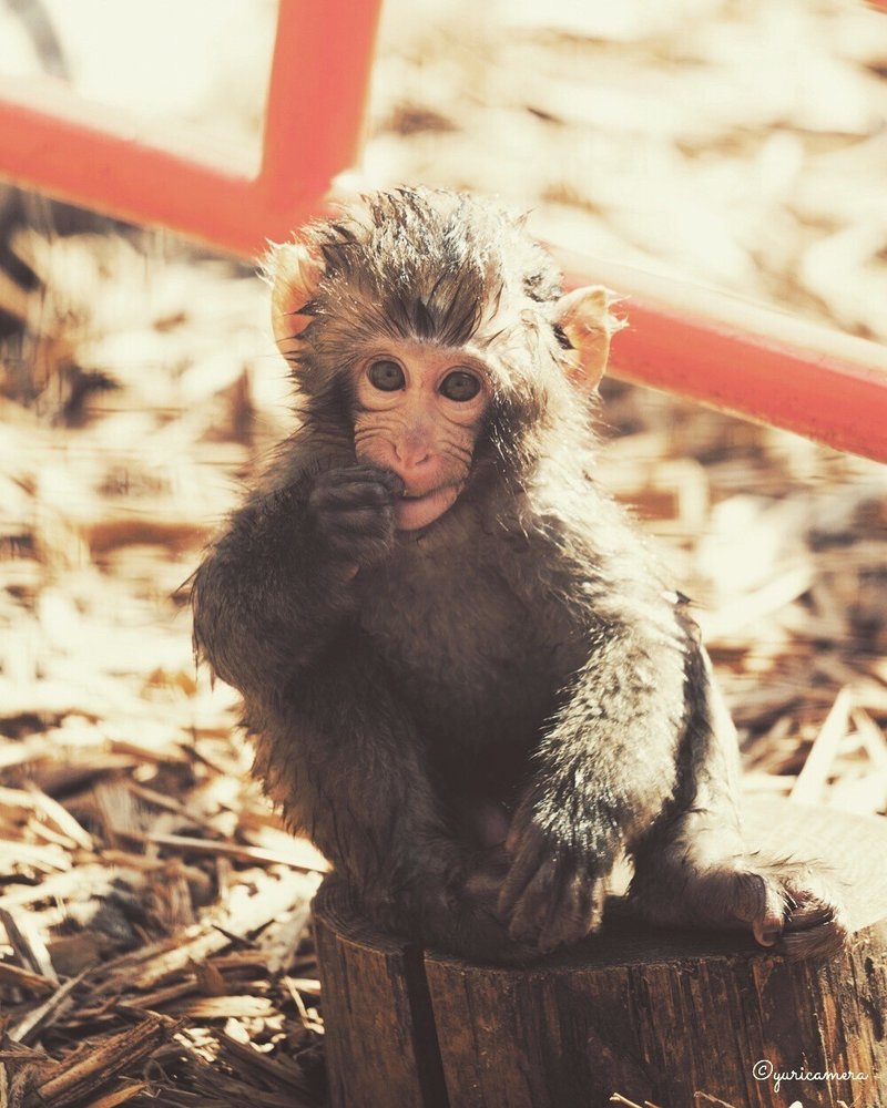猿は神様 Yuricamera 寺島由里佳 Note