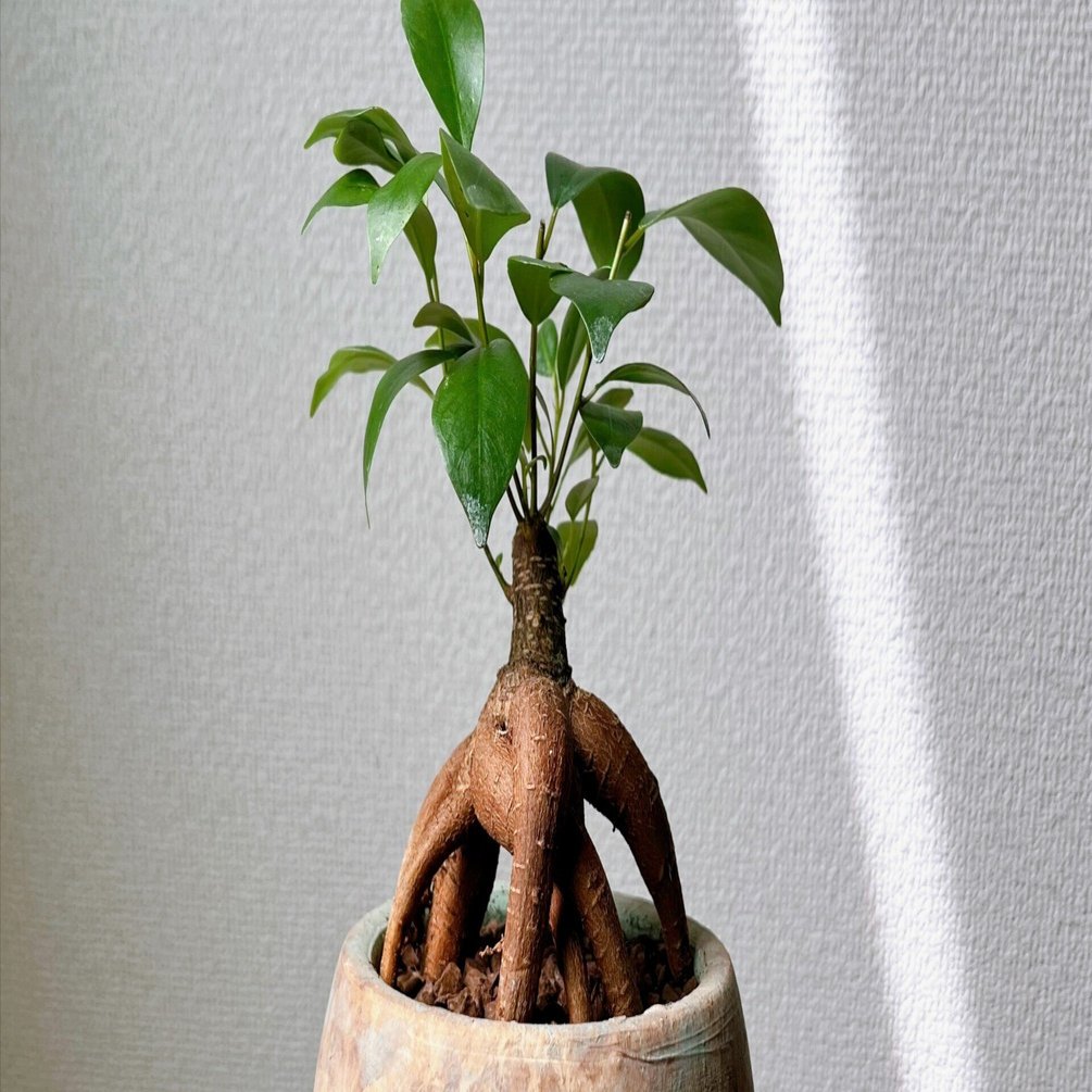 ガジュマルの育て方｜草野植木（植物販売員）