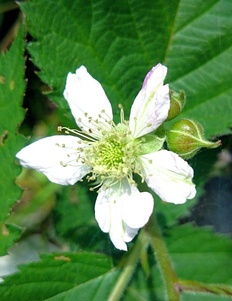 ブラックベリーの花言葉あなたとともに素朴な愛孤独嫉妬心まだまだジャムには少ない の新着タグ記事一覧 Note つくる つながる とどける