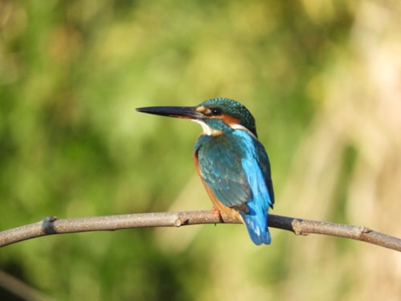 古伊万里　カワセミ 古伊万里 カワセミ 古伊万里 カワセミ 2025年最新】Yahoo!オークション