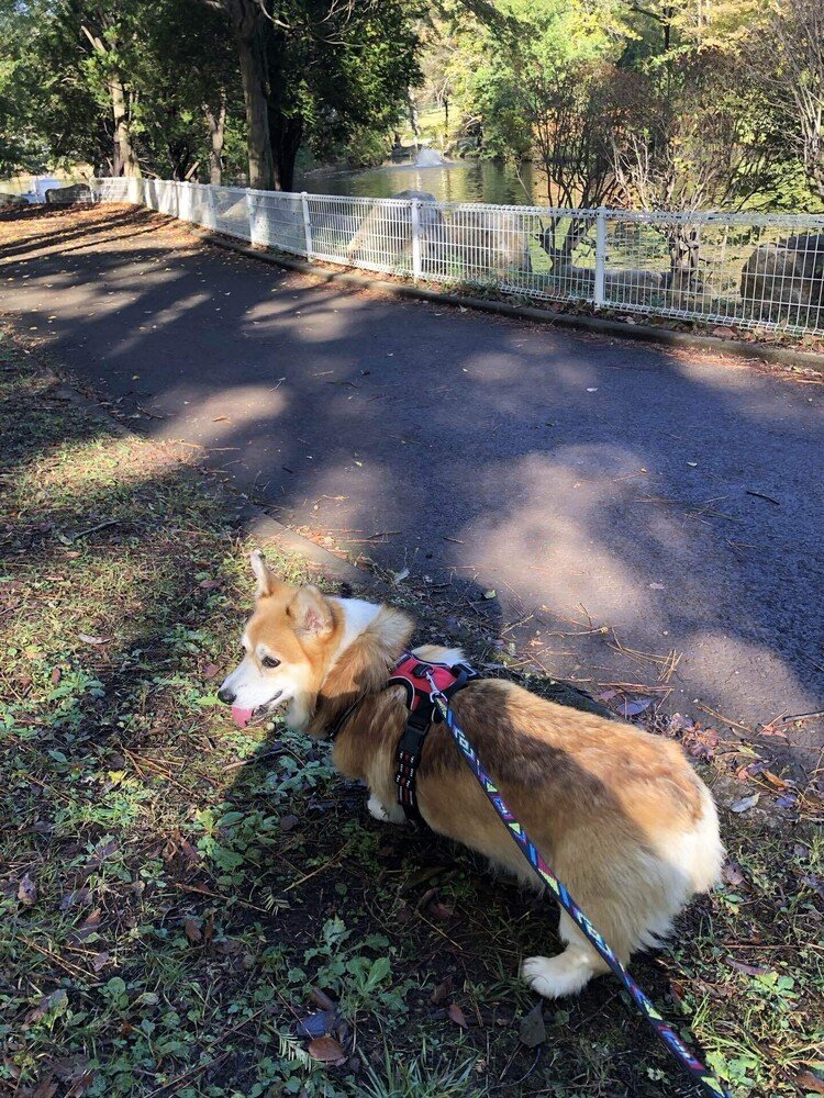 所沢航空記念公園で久々にお散歩！