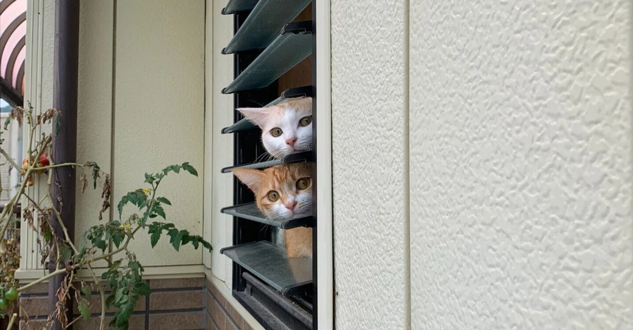 The cats peeking out from the entrance bay window are just too cute! If ...