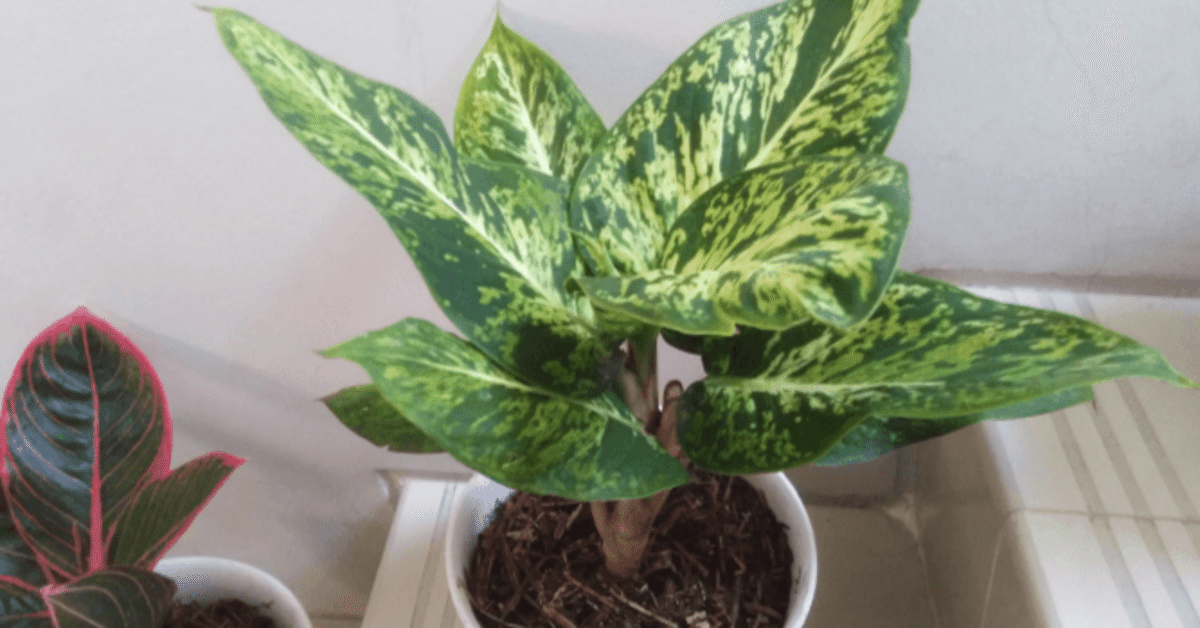 子株2つ付き アグラオネマ ニチドゥム カーティシー 映画レオン 子株2つ付き アグラオネマ ニチドゥム カーティシー 映画レオン