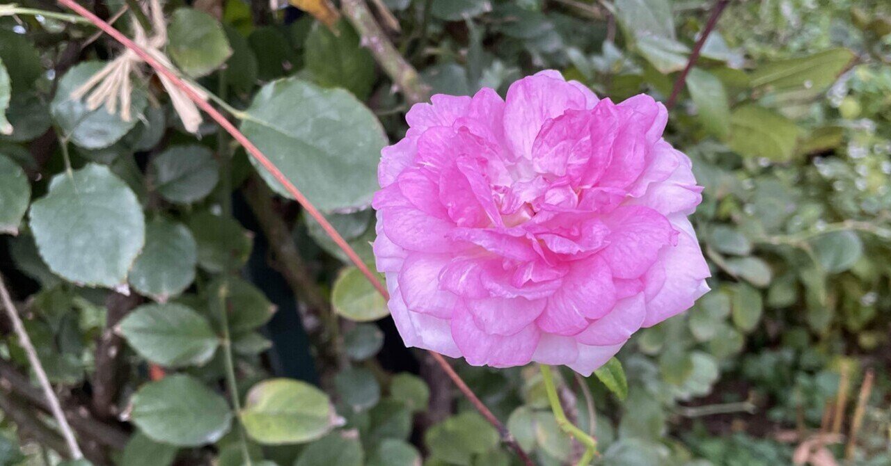 紫微斗数 吉凶混濁 化禄星と化忌星同宮の作用とは①｜川崎 名古屋 占い