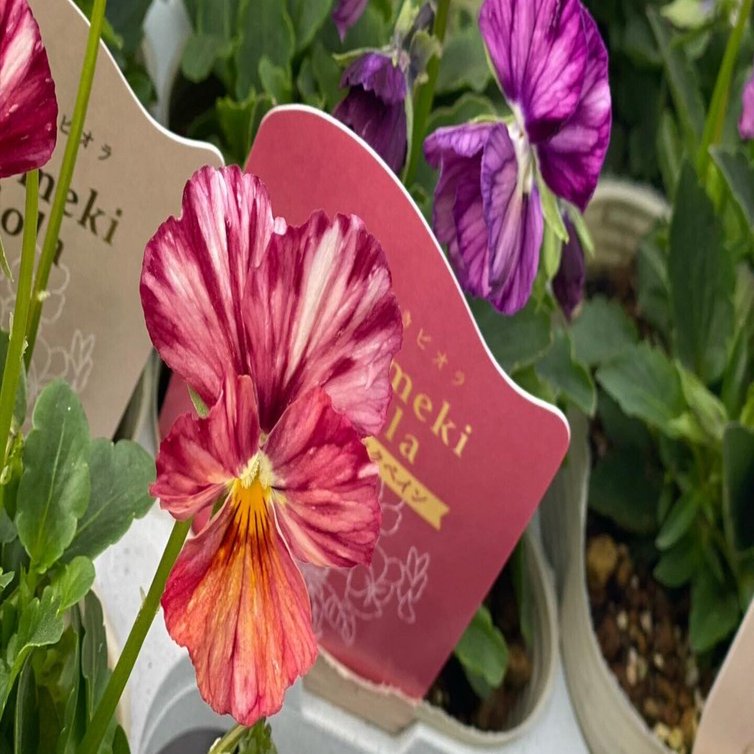 入荷情報（花苗・花鉢編）2023.11.17 ～｜グリーンセンター芳樹園