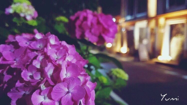 夜の紫陽花 鎌倉 由 Yuu Note 夜の紫陽花 鎌倉 由 Yuu Note