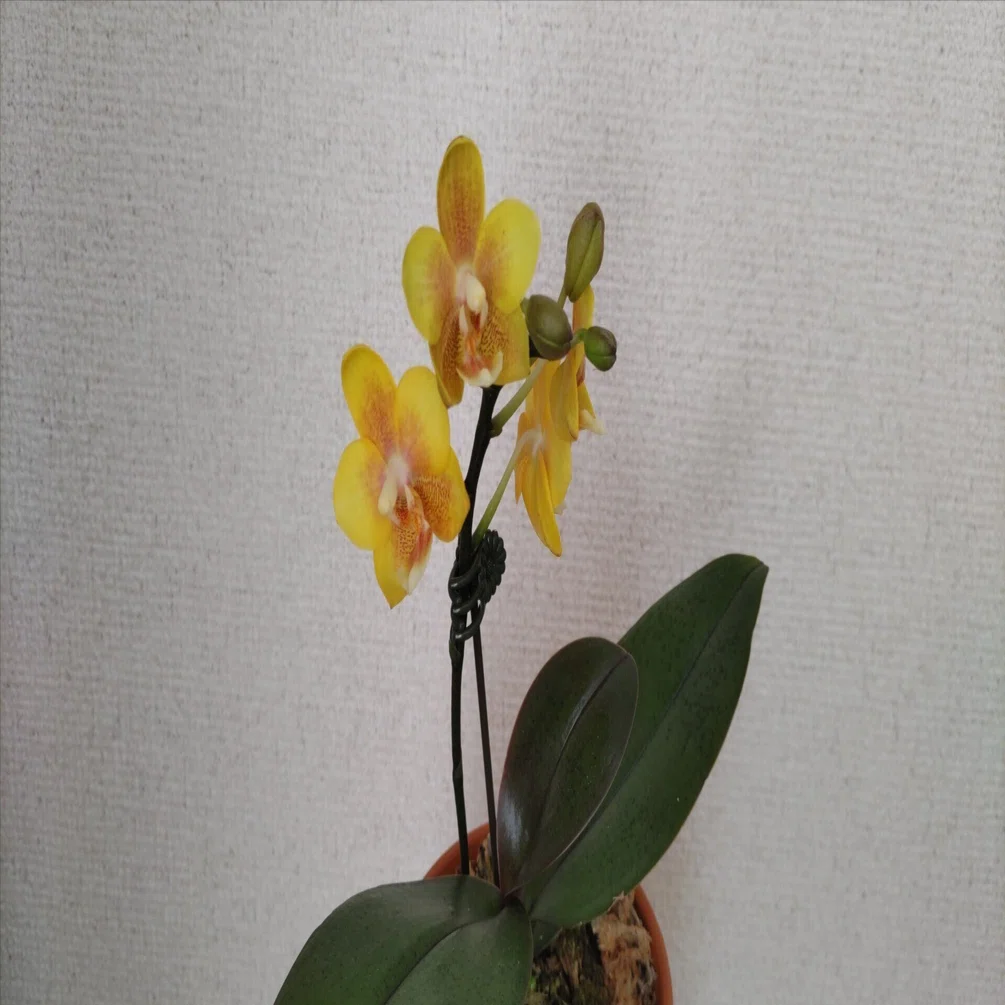 香りのある胡蝶蘭｜高田朔実