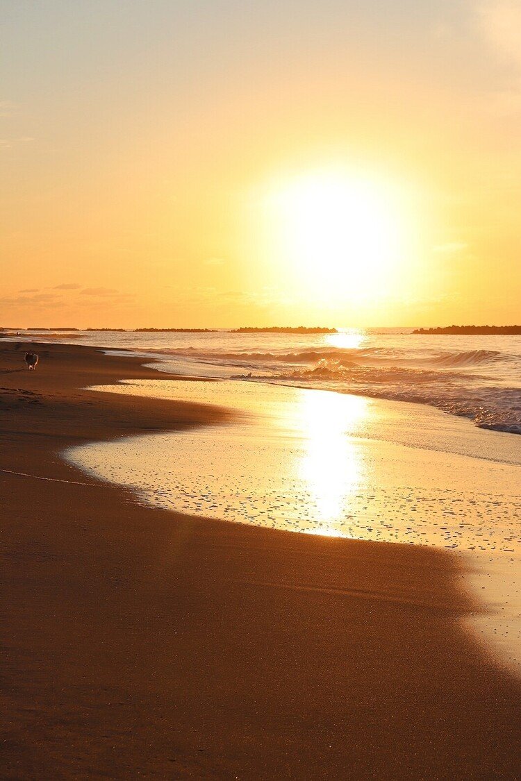 夕暮れ時の海岸。散歩する犬が、嬉しそうに尻尾を振って夕陽に向かって歩いていく
