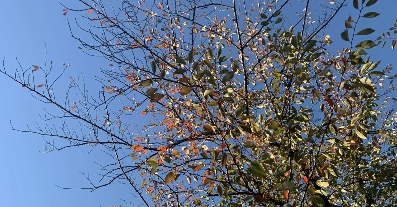 教員の窮屈さ|彩