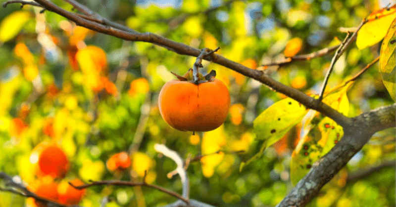 母の短歌　つやめきて紅く熟せる柿の実を